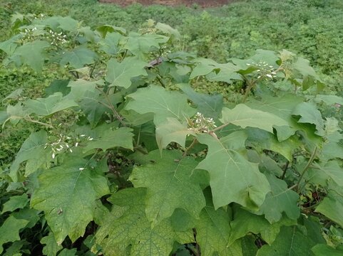 Solanum torvum plant, also known as pendejera, turkey berry, devil's fig, pea eggplant, platebrush or susumber