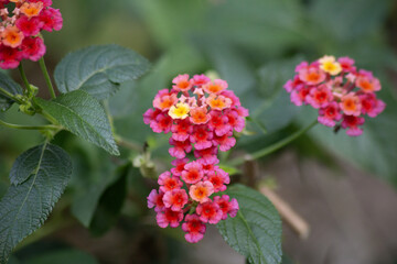 Background from Close-up of vibrant pink flowers in full bloom with lush green leaves in blurred background. High quality photo