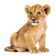 Obraz premium lion cub panthera leo