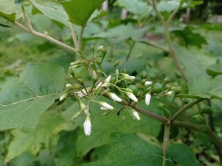 flower buds Solanum torvum, also known as pendejera, turkey berry, devil's fig, pea eggplant, platebrush or susumber
