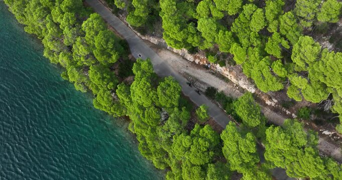 Lush green forest lining a coastal road on Mljet, captured from an aerial view