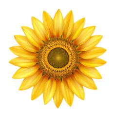 Fototapeta premium Bright sunflower with vibrant yellow petals and textured center, symbolizing warmth and positivity. Perfect for nature themed designs