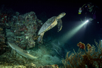 reef shark, turtle and jackfish during a night dive in the Maldives