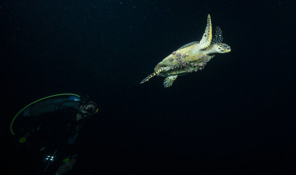 sea turtle spotted during nightdive in the Maldives