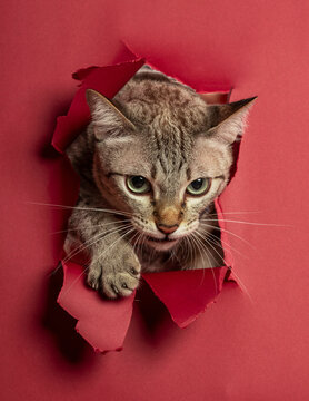 Cat is breaking through red paper