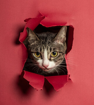 Cat is breaking through red paper