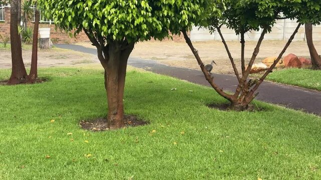 2 hadeda Ibis birds in a suburban garden in Cape Town.
