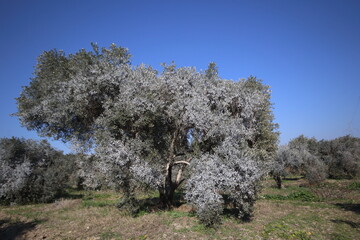 olive trees treated with Bordeaux mixture