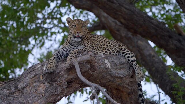 A beautiful female leopard lying in a tree, Mashatu Botswana.