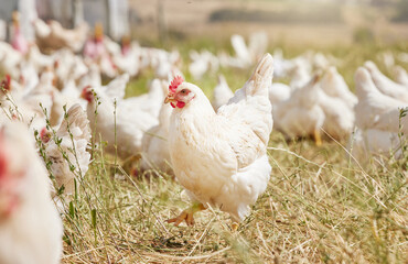Nature, agriculture and chicken by grass on farm for free range eggs in countryside for...