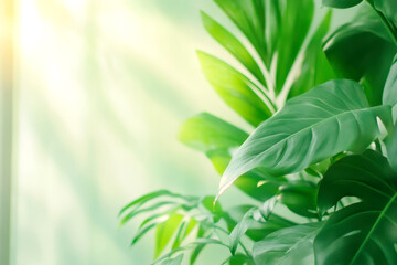 Obraz premium Lush green tropical leaves in soft sunlight creating a serene and natural atmosphere with calming shadows