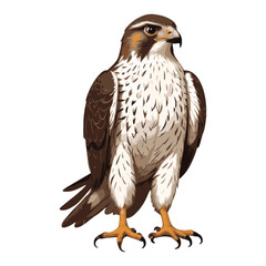 eagle isolated on white