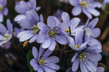 A clump of beautiful blue liverwort (Hepatica nobilis), one of spring's most magnificent flowers