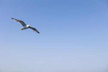 Seagull gull flying, Blue sky. Overcoming adversity