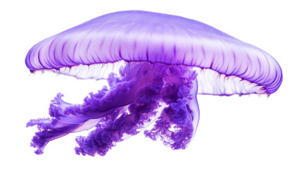 Purple jellyfish swimming with transparent background