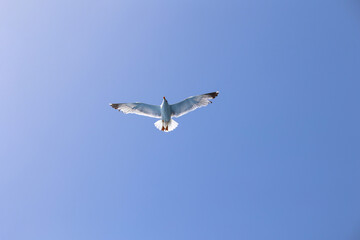 Seagull gull flying, Blue sky. Overcoming adversity