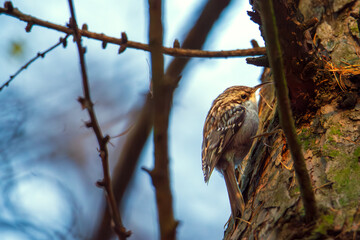 Pełzacz Ogrodowy © chytla_fotografie