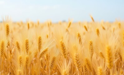 Golden wheat field under blue sky