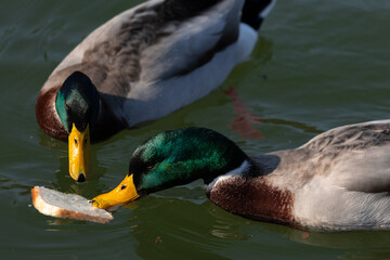 Two ducks in lake eating slice of bread