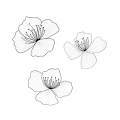 hand drawn flower, Minimalist line art of three tropical flowers