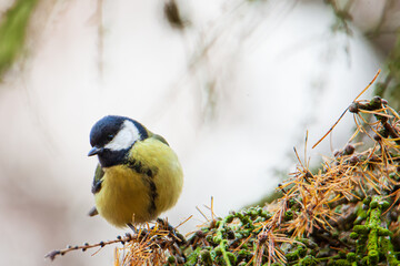 Sikorka Bogatka © chytla_fotografie