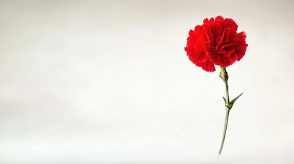 Obraz premium Single Red Carnation on White Background
