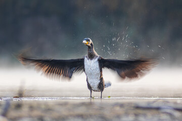 Kormoran © chytla_fotografie