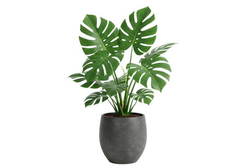 Obraz premium A monstera plant with large, vibrant green leaves in a textured dark gray pot, isolated on a white background