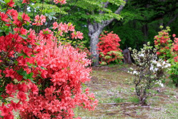 北海道夕張市、滝の上公園で鮮やかに咲くツツジ【5月】