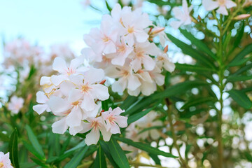 white oleander in bloom, green leaves