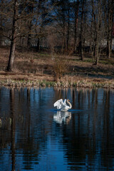 A family of adult white swans in the grass on the shore of a lake covered with water lilies. A swan on the beach.