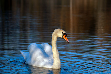 A family of adult white swans in the grass on the shore of a lake covered with water lilies. A swan...