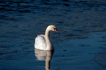 A family of adult white swans in the grass on the shore of a lake covered with water lilies. A swan...