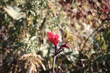 燃えるような赤色が美しいダンドクの花