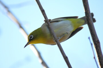 蜜を求めて飛び回るメジロ