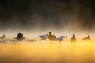 Ptasie Opowieści © chytla_fotografie