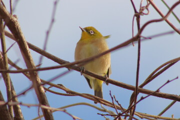 春の訪れを告げる使者、メジロ