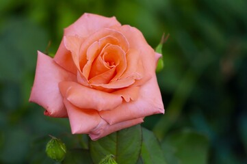 Close-up view of a fully bloomed, delicate peach rose, its petals gently unfurling against a softly blurred green background.