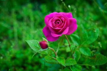 A single, vibrant pink rose in full bloom stands majestically amidst lush green foliage.