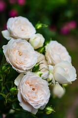 Delicate cluster of creamy white roses in full bloom, showcasing their soft petals and elegant beauty in a garden setting.