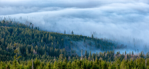 Obraz premium Panoramic view over natural spruce forest and a sea of fog, Bavarian Forest, Germany