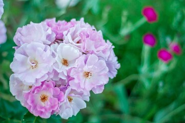 A cluster of delicate light purple and white roses blossoms in a garden, creating a serene and romantic atmosphere.