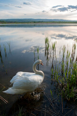 Fototapeta premium A family of adult white swans in the grass on the shore of a lake covered with water lilies. A swan on the beach.