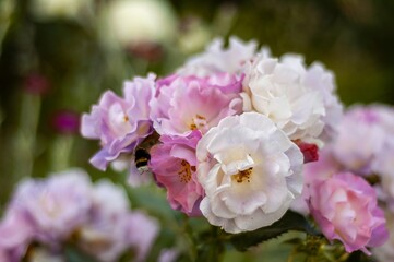 A bee gently lands on a cluster of soft, light purple and white roses in full bloom.