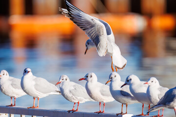 神奈川県の県鳥、飛翔する美しいユリカモメ（カモメ科）他の群れ
英名学名：Black-headed gulls (Larus ridibundus)
神奈川県横浜市鶴見川-2025

