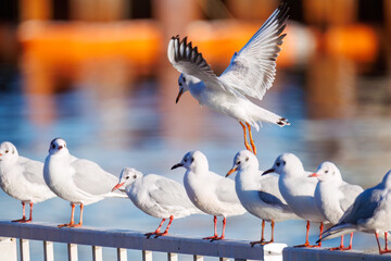 神奈川県の県鳥、飛翔する美しいユリカモメ（カモメ科）他の群れ
英名学名：Black-headed gulls (Larus ridibundus)
神奈川県横浜市鶴見川-2025
