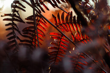 Coucher de soleil dans la forêt des Landes de Gascogne