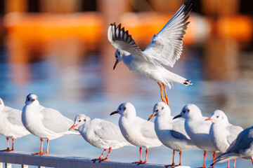 神奈川県の県鳥、飛翔する美しいユリカモメ（カモメ科）他の群れ
英名学名：Black-headed gulls (Larus ridibundus)
神奈川県横浜市鶴見川-2025
