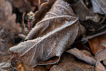 Closeup macro shot of a withered leaf covered by beautiful ice crystals