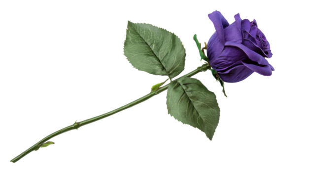 Purple rose blooming with green leaves on transparent background